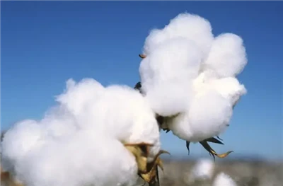 ما هو القطن طويل التيلة، وقطن بيما، والقطن الممشط، والقطن المرسيري؟ وما هي ال...